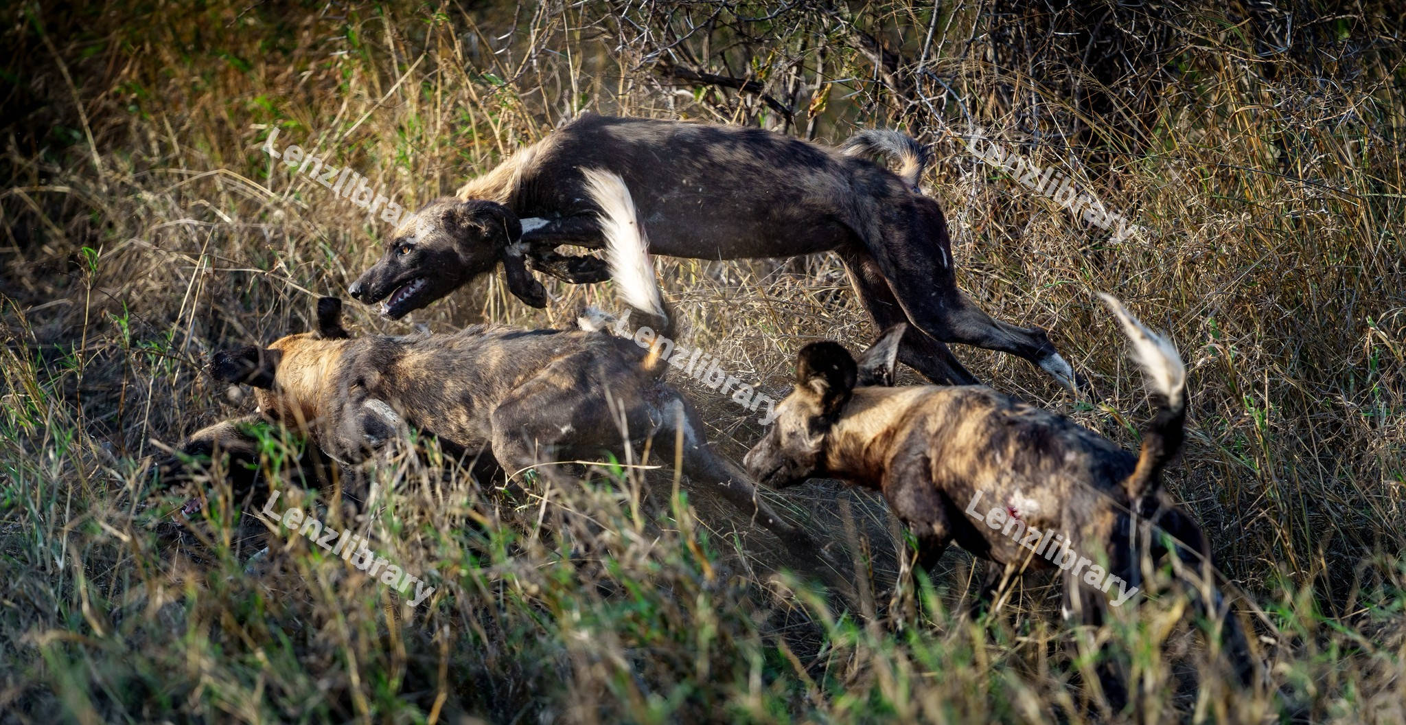 African wild dogs eating a prey